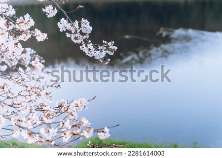 Pictures of Landscape with Cherry Blossoms