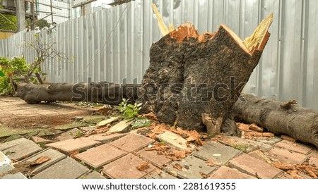 Cutting down tree and fresh cut down stump on sidewalk  in the city. A tree cut into pieces with a chainsaw. Royalty-Free Stock Photo #2281619355