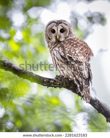 Barred Owl perched in the open.