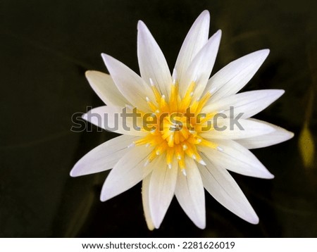 White lotus lily flower with yellow pollen on pond surface