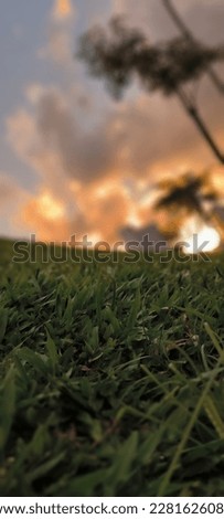 A Grass Picture with a sunset background