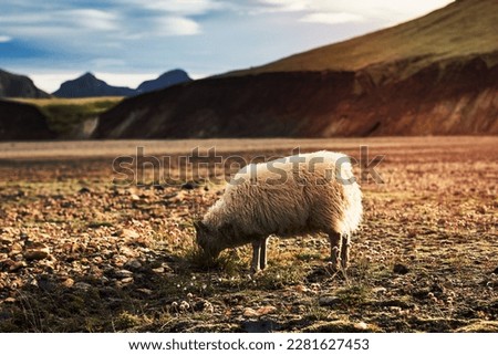 Sheep eating grass on pasture landscape photo. Beautiful nature scenery photography with highland on background. Idyllic scene. High quality picture for wallpaper, travel blog, magazine, article