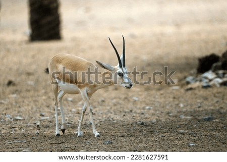 The goitered or black-tailed gazelle (Gazella subgutturosa) in the Arabian desert. Royalty-Free Stock Photo #2281627591