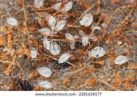 Mites, small arachnids (Acaridae, Oribatid moss mite, Oribatida) on the rotting fruit. Royalty-Free Stock Photo #2281628177