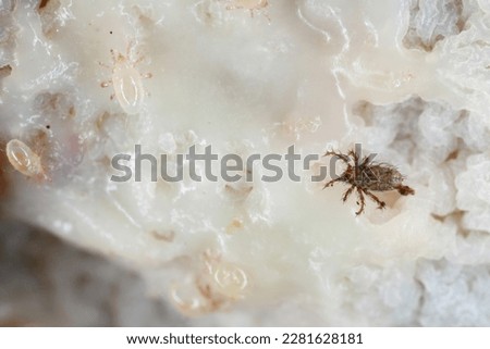 Mites, small arachnids (Acaridae, Oribatid moss mite, Oribatida) on rotting plant remains. Royalty-Free Stock Photo #2281628181