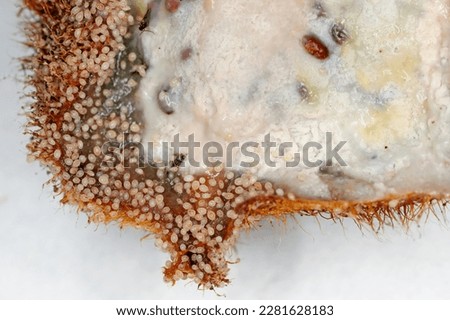 Grain mites Acarus siro. Small arachnids pests of food and supplies in food pantries and kitchens. Mites on rotten kiwi fruit. Royalty-Free Stock Photo #2281628183
