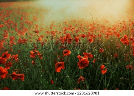 Poppies field covered with sunlight landscape photo. Beautiful nature scenery photography with flowers on background. Idyllic scene. High quality picture for wallpaper, travel blog, magazine, article