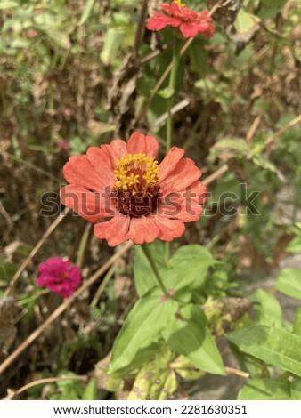 cute little orange flower in the yard