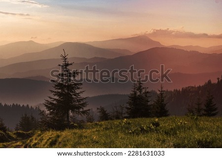 Foggy rolling hills with pine trees landscape photo. Beautiful nature scenery photography with evening on background. Ambient light. High quality picture for wallpaper, travel blog, magazine, article