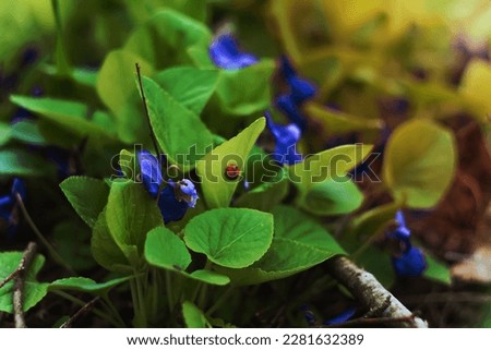 Close up outdoor blue violet flowers with ladybug on leaf concept photo. Front view photography with blurred background. High quality picture for wallpaper, travel blog, magazine, article