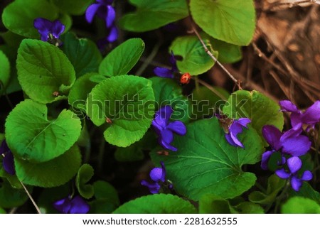 Close up sweet violet flowers and green foliage concept photo