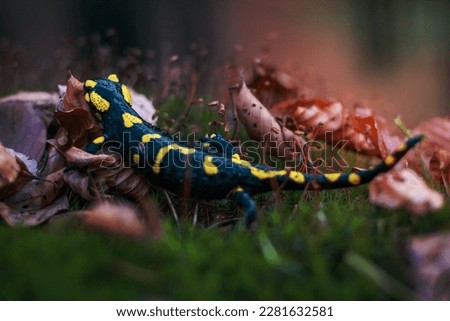 Close up salamandra in dry leaves concept photo. Colorful lizard. Side view photography with blurry sprouts on background. High quality picture for wallpaper, travel blog, magazine, article