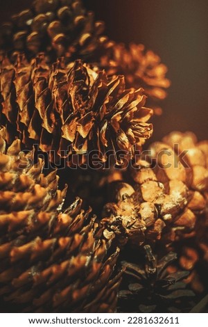 Close up pine cones concept photo. Picking pinecones for crafts. Autumn hobby. Top view photography with blurred background. High quality picture for wallpaper, travel blog, magazine, article