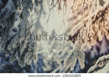 Close up fir branches covered with snow concept photo. Front view photography with snowy winter landscape on background. High quality picture for wallpaper, travel blog, magazine, article