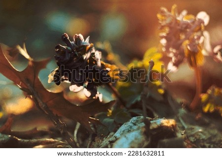 Close up fallen withered corydalis solida flowers in autumn concept photo. Front view photography with blurred background. High quality picture for wallpaper, travel blog, magazine, article