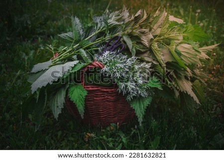 Close up collecting medicinal woodland herbs in woven basket concept photo. Front view photography with blurred background. High quality picture for wallpaper, travel blog, magazine, article