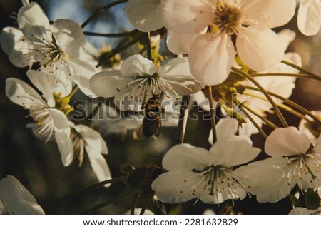 Close up bee getting nectar from flowering apple tree concept photo. Cross pollination. Front view photography with blur background. High quality picture for wallpaper, travel blog, magazine, article