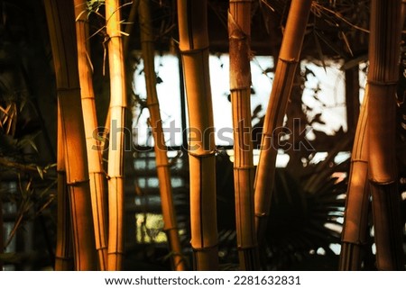 Close up bamboo stems in garden concept photo. Chinese restaurant decoration. Front view photography with blurred background. High quality picture for wallpaper, travel blog, magazine, article