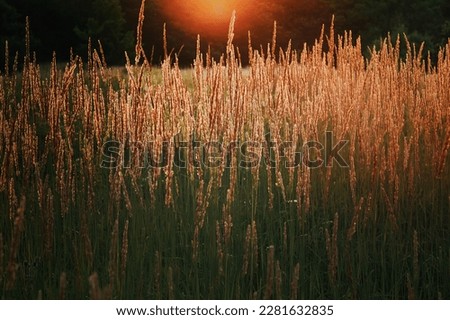 Close up agricultural crop field under sunlight concept photo. Tall fluffy grasses. Front view photography with blurred background. High quality picture for wallpaper, travel blog, magazine, article