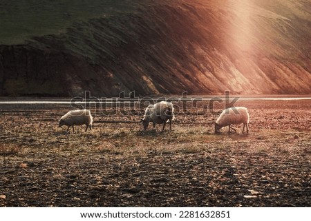 Cashmere goats grazing in dry pasture landscape photo. Beautiful nature scenery photography with slopes on background. Idyllic scene. High quality picture for wallpaper, travel blog, magazine, article