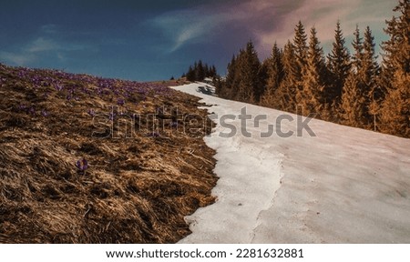 Blooming crocuses on snowy hill landscape photo. Beautiful nature scenery photography with gloomy sky on background. Idyllic scene. High quality picture for wallpaper, travel blog, magazine, article
