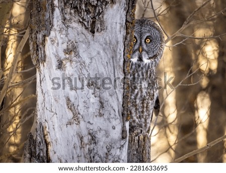 Great grey owl is playing Hide and Seek Royalty-Free Stock Photo #2281633695