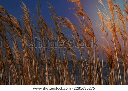 Close up bird hiding in grass concept photo. Dried plants. Summertime. Side view photography with wild weeds meadow on background. High quality picture for wallpaper, travel blog, magazine, article
