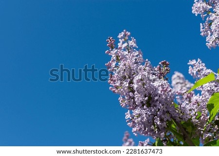 Lilac branch blue sky. Bright spring natural background. A branch of delicate lilac against a clear sky with space for text. Beautiful flowers bloomed in spring. The concept of romance, fragility