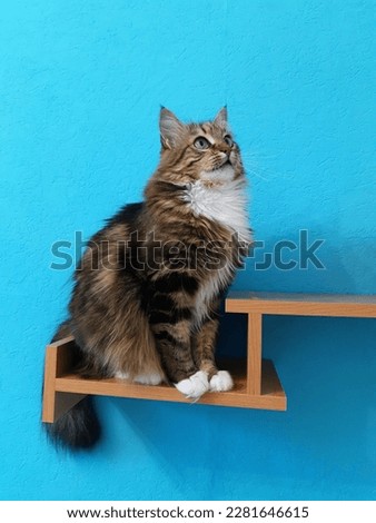 A beautiful cat with green eyes sits on a bookshelf and looks up on a turquoise background.