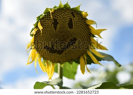 Sunflower with a smiling face