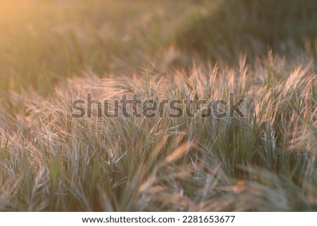 field of grass in the wind at sunset. 