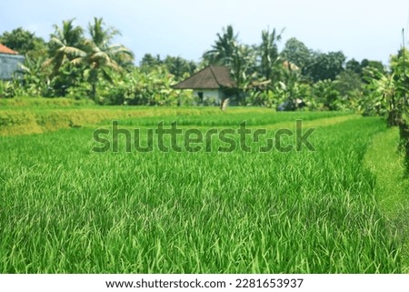 rice terraces landscape asia view, bio ecology