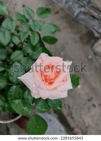 Beautiful pink rose picture . rose background .