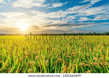 Mature rice fields in the autumn season Royalty-Free Stock Photo #2281660699