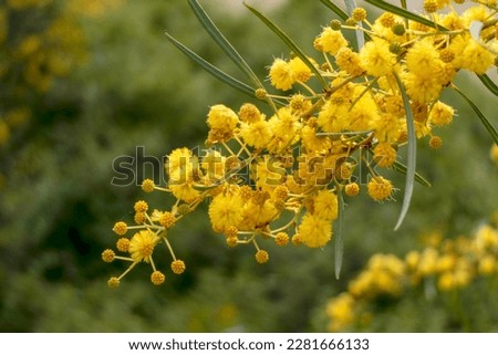 Yellow ball flowers of a flowering tree Acacia saligna close up on a blurred background