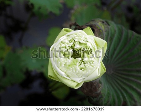 Directly above view of single, green white lotus, water lily, with Thai Style folding Petals, floating in the pond, green leave background, meditation, relax, zen