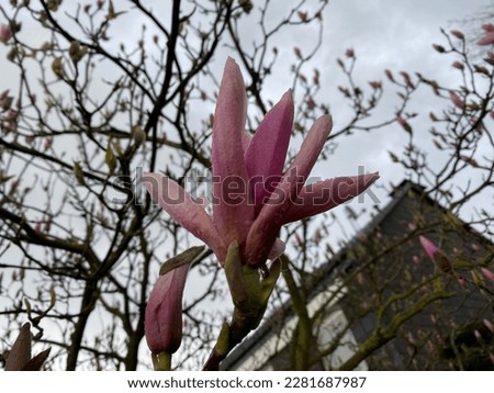 fresh pink magnolia blossoms in March