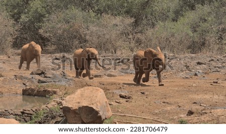 cute baby african elephants running eagerly towards their keepers for their daily milk bottle feed at the Sheldrick Wildlife Trust Orphanage, Nairobi Nursery Unit, Kenya Royalty-Free Stock Photo #2281706479
