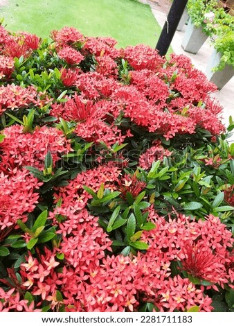 Beautiful red and pink ixora shrubs that suit for landscaping .