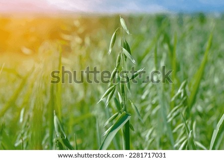 Oat plant, field with growing oat, green oats, oats cultivation. Unripe oat growing, green field.
 Royalty-Free Stock Photo #2281717031
