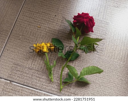these are the red roses and the yellow roses that are placed on the floor