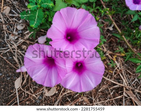 Coast Morning Glory Also Known As Messina Creeper or Cairo Morning Glory (Ipomoea Cairica) - Plant of the Convolvulaceae Family Royalty-Free Stock Photo #2281755459