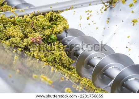 Industrial winemaking corkscrew crusher destemmer processing grapes
 Royalty-Free Stock Photo #2281756855