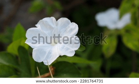 Ipomoea alba (white moonflower ) well known as tropical white morning-glory or moonflower or moon vine, is a species of night-blooming morning glory Royalty-Free Stock Photo #2281764731