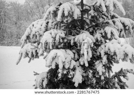 Green pine tree covered with white snow.Black and white image.