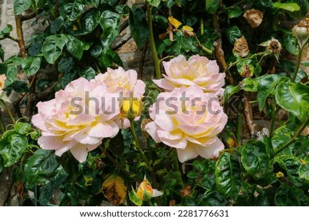 Rosa Rosen vor grünem Hintergrund