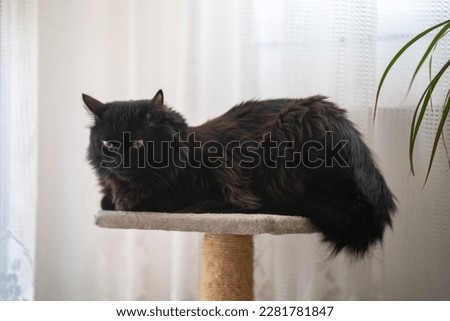Black cat, Turkish Angora, lying on an altar, looking around, furry cat. Royalty-Free Stock Photo #2281781847