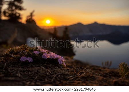 Purple Phlox Catch the Last Light of Sunset Along the Rim of Crater Lake on Garfield Peak