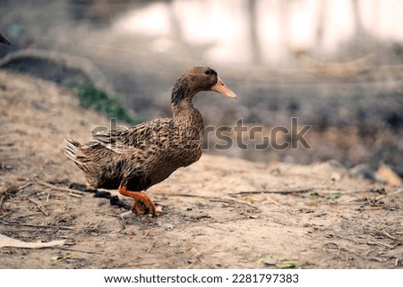 A duck with orange beak
