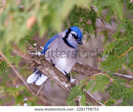 Blue Jay close-up perched on a cedar branch tree with a blur forest background in the forest environment and habitat surrounding displaying blue feather plumage wings. Picture. Portrait.